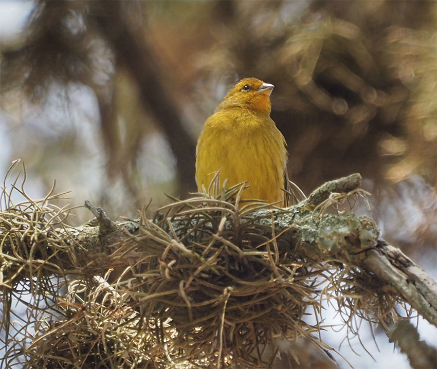 Затерянный Мир Боливии — Национальный Парк Ноэль Кемпфф Меркадо