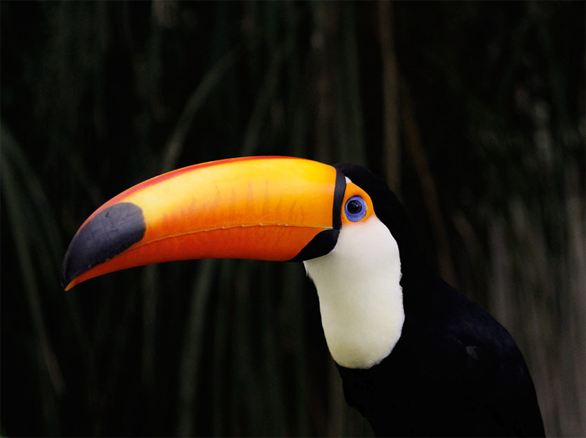 Затерянный Мир Боливии — Национальный Парк Ноэль Кемпфф Меркадо