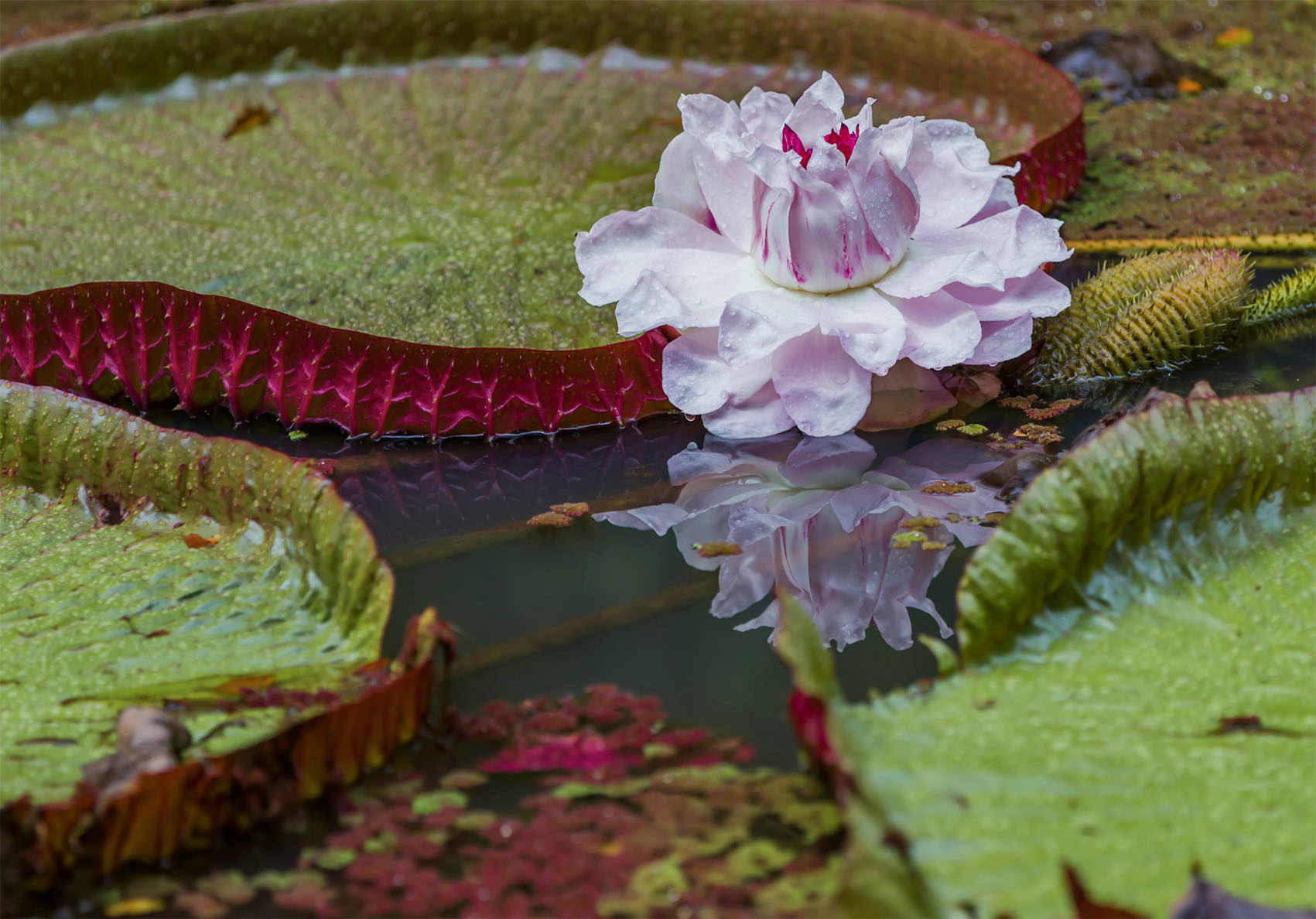 Виктория Регия — самая большая кувшинка из Амазонки