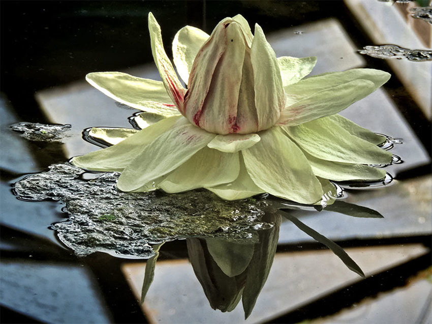 Виктория Регия — самая большая кувшинка из Амазонки