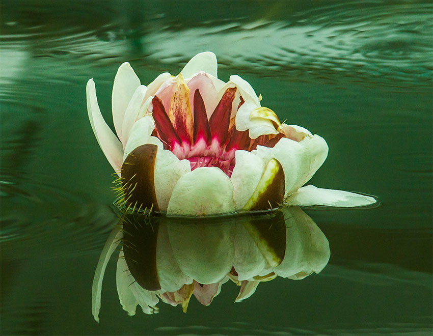 Виктория Регия — самая большая кувшинка из Амазонки