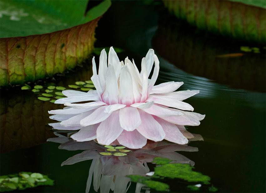 Виктория Регия — самая большая кувшинка из Амазонки