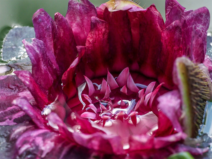 Виктория Регия — самая большая кувшинка из Амазонки