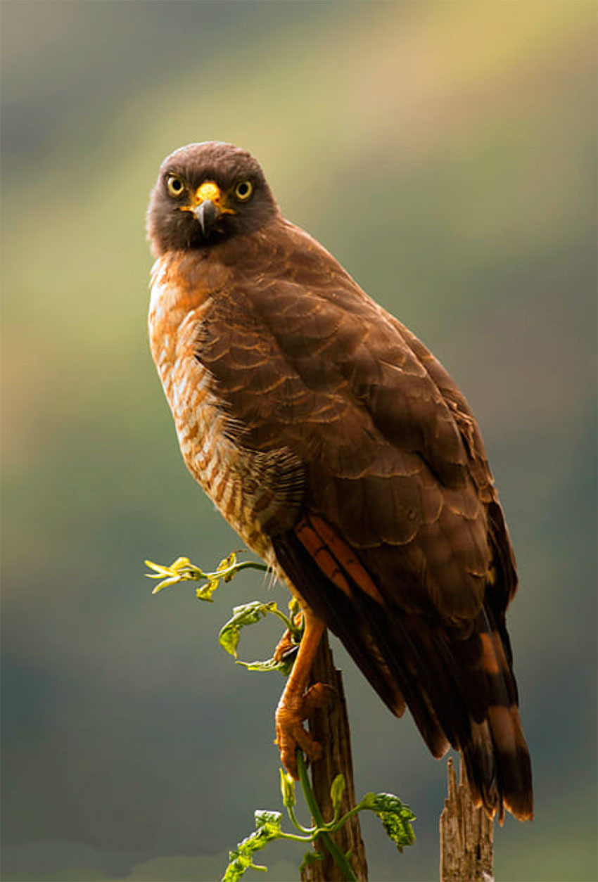 Национальный Парк Амборо, Боливия