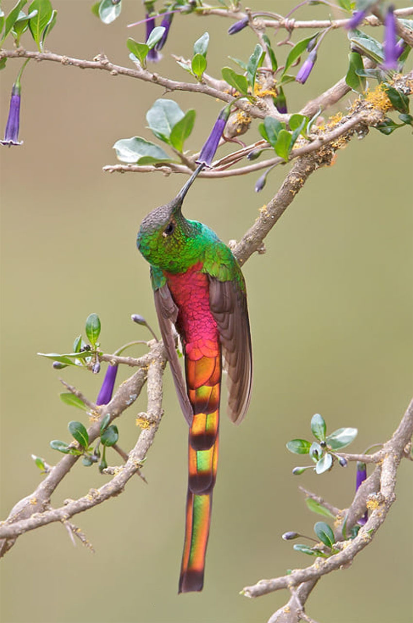 Национальный Парк Амборо, Боливия