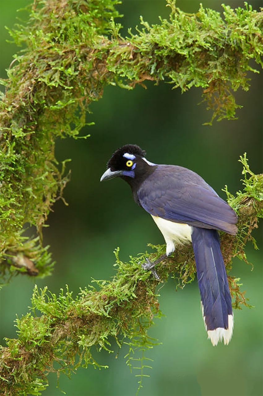 Национальный Парк Амборо, Боливия