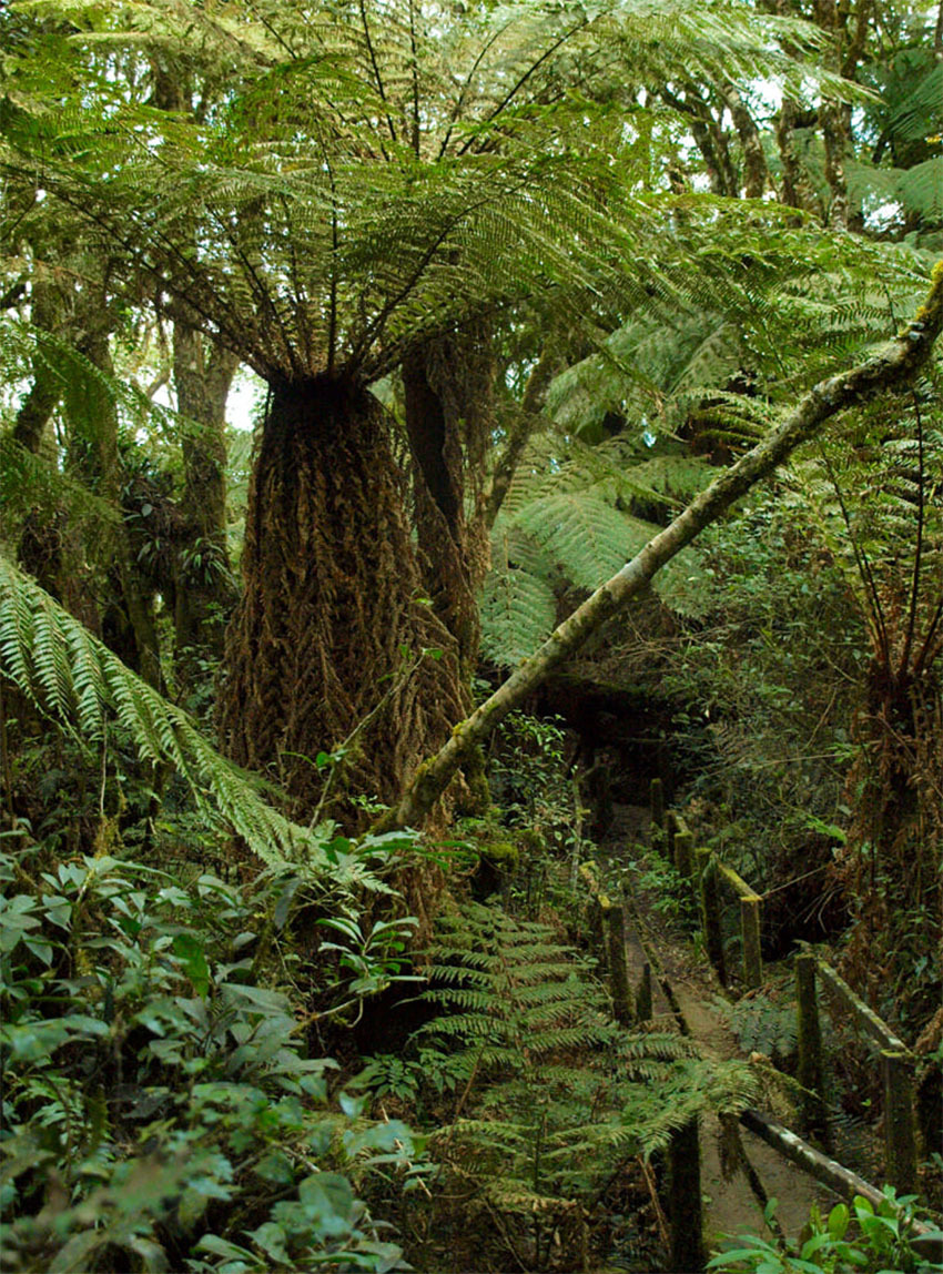 Национальный Парк Амборо, Боливия
