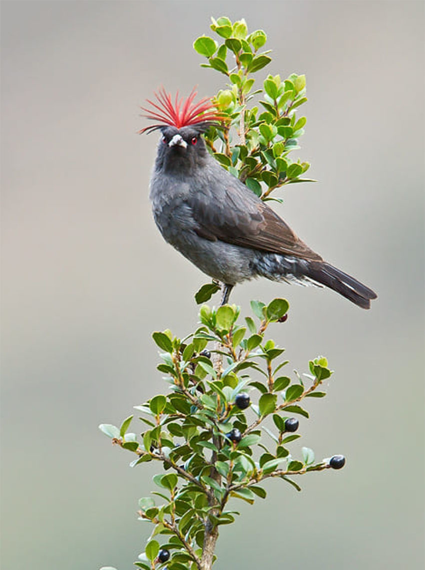 Национальный Парк Амборо, Боливия