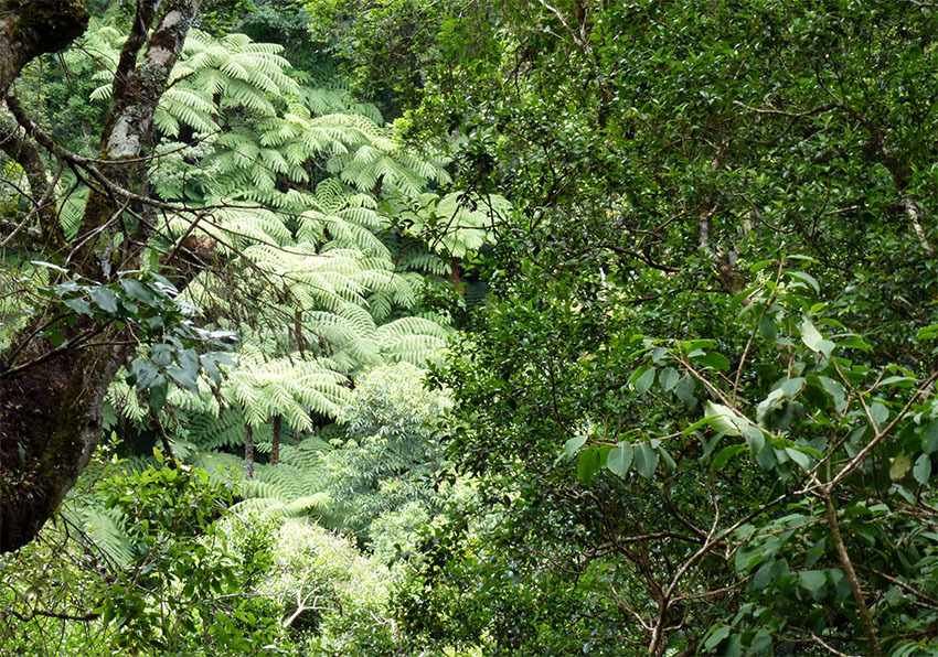 Национальный Парк Амборо, Боливия