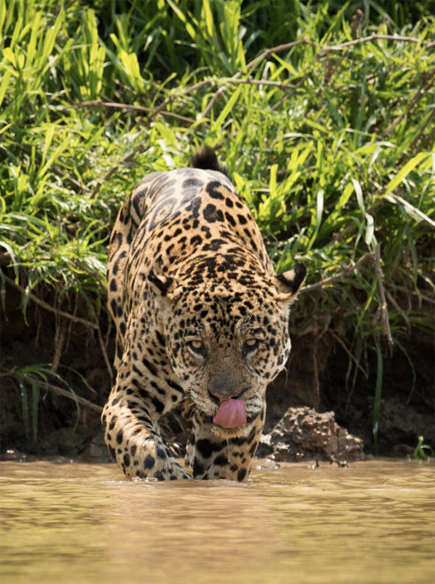 Национальный Парк Амборо, Боливия