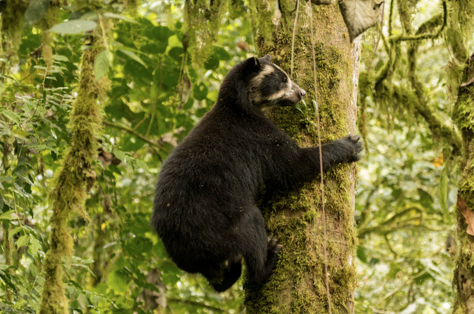 Национальный Парк Амборо, Боливия