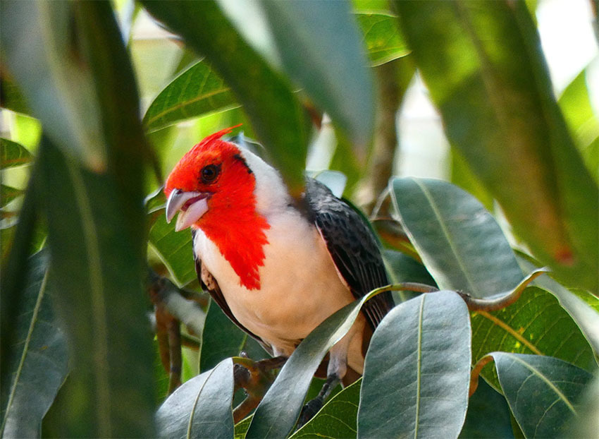 Национальный Парк Амборо, Боливия