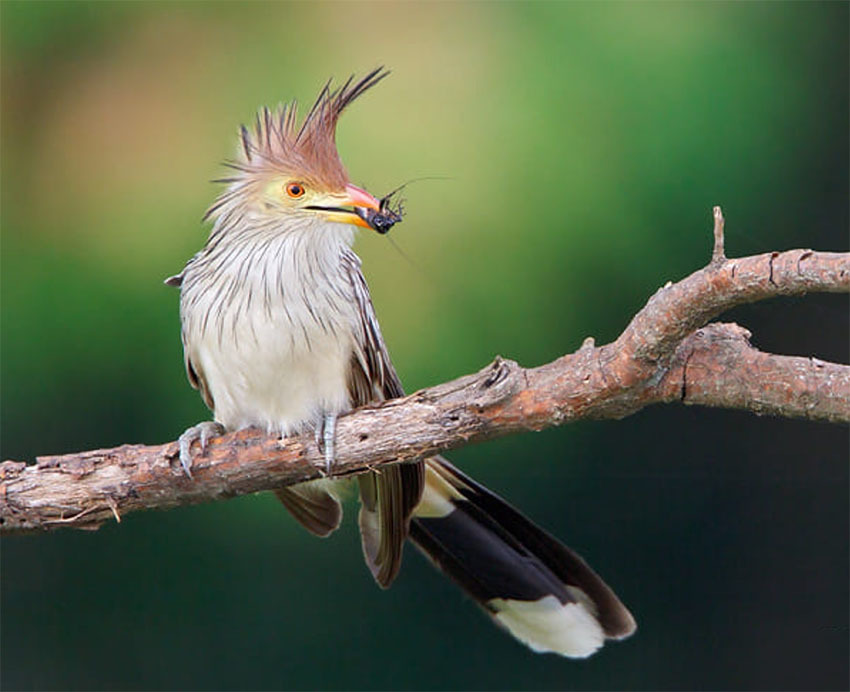 Национальный Парк Амборо, Боливия