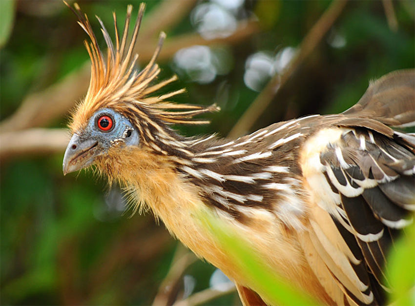 Национальный Парк Амборо, Боливия