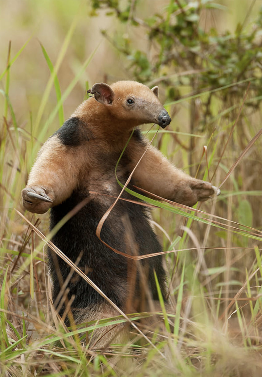 Национальный Парк Амборо, Боливия