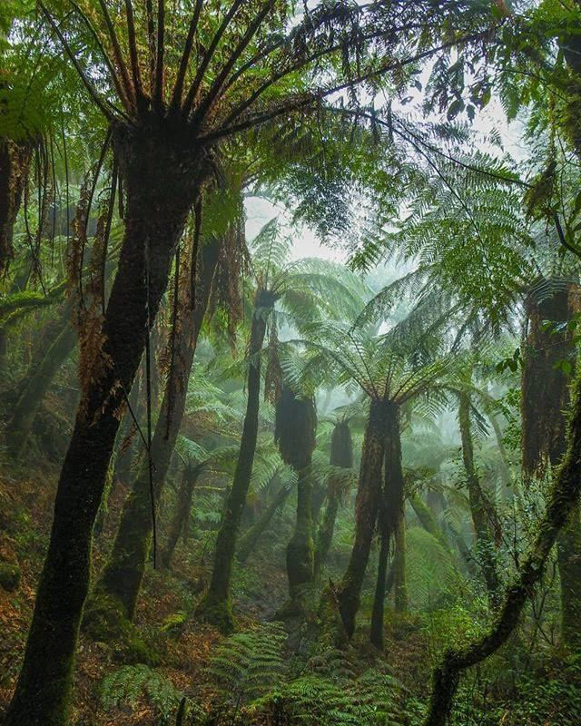 Национальный Парк Амборо, Боливия