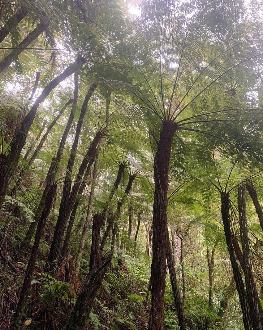 Национальный Парк Амборо, Боливия