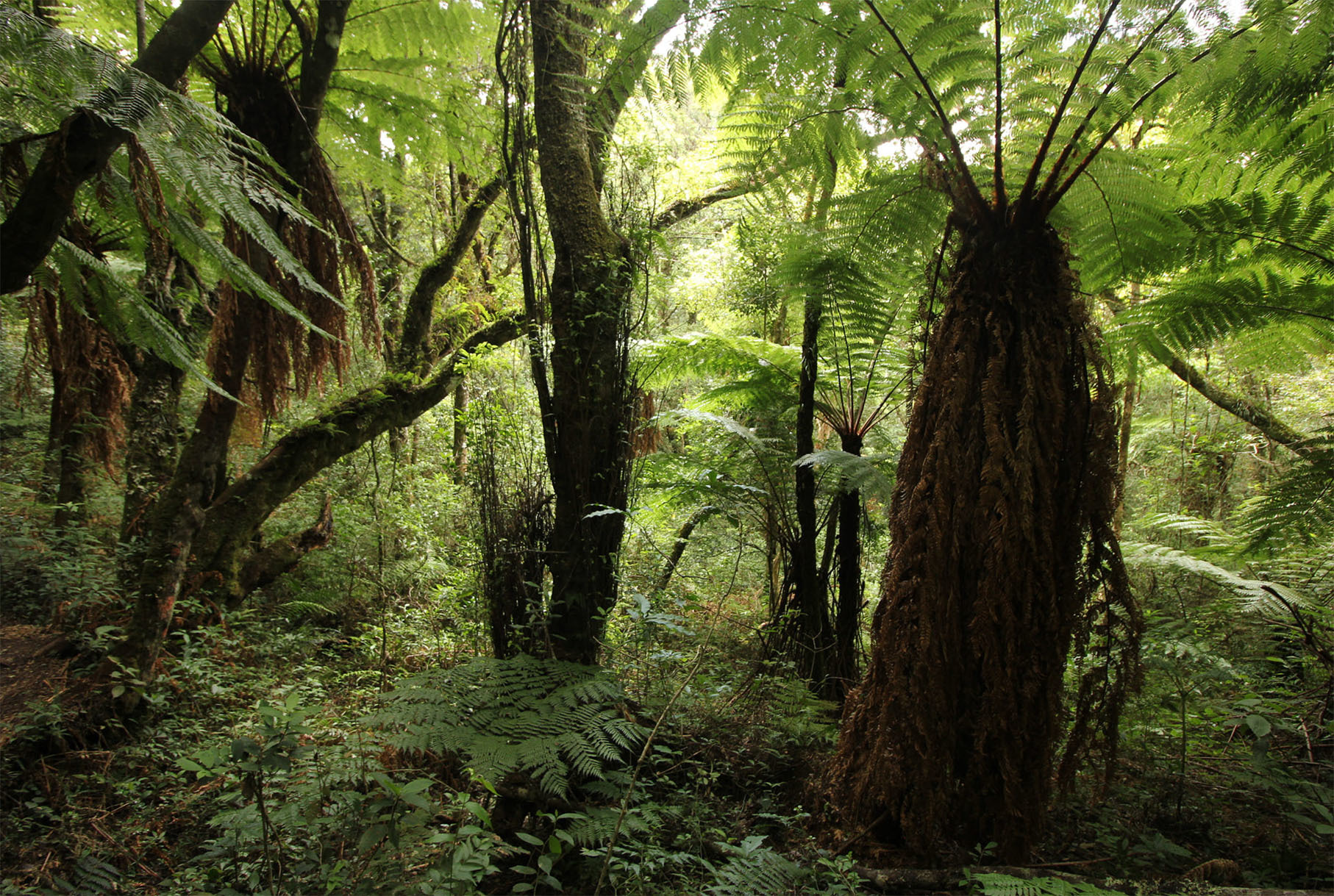 Национальный Парк Амборо, Боливия