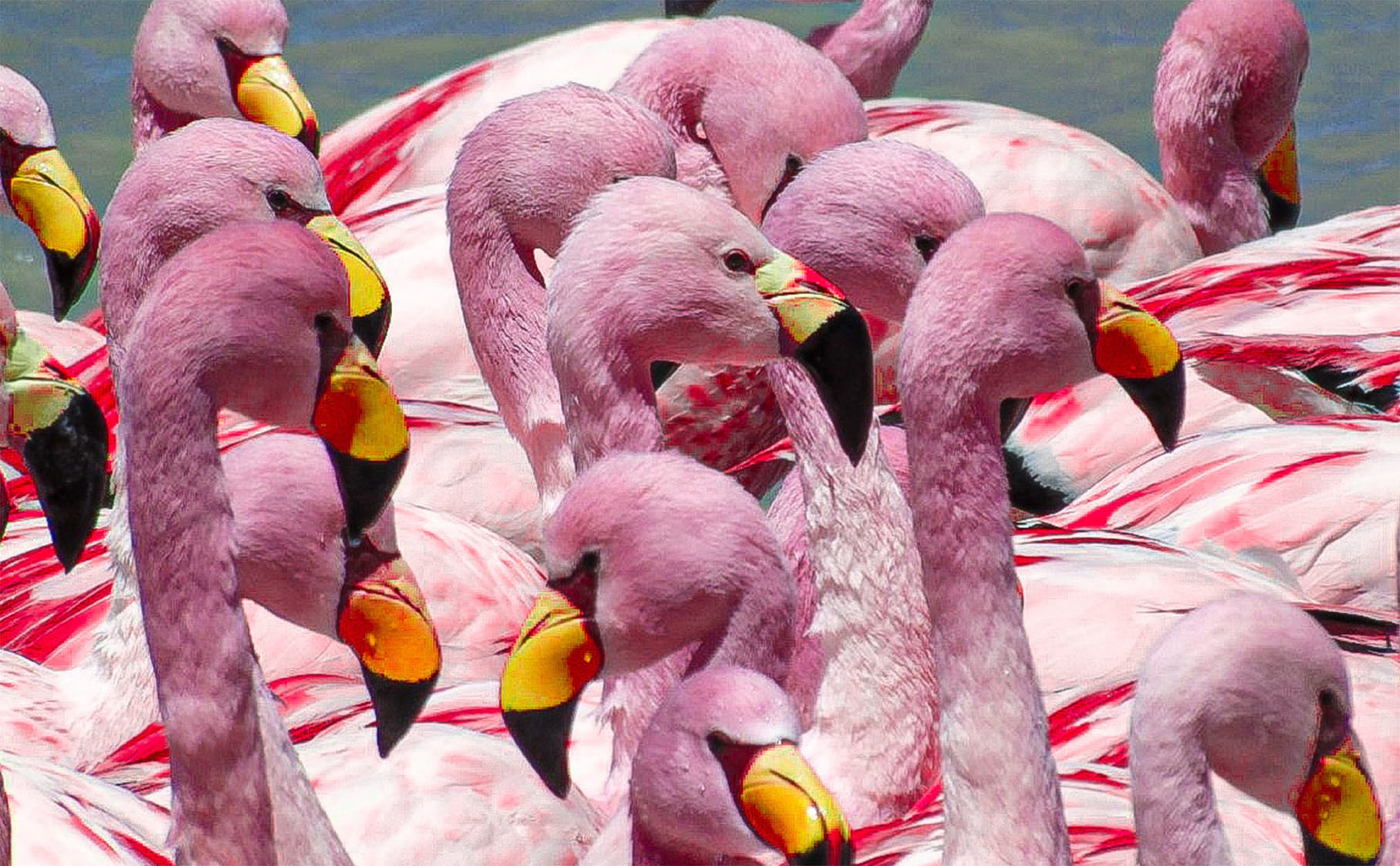 Животные Боливии