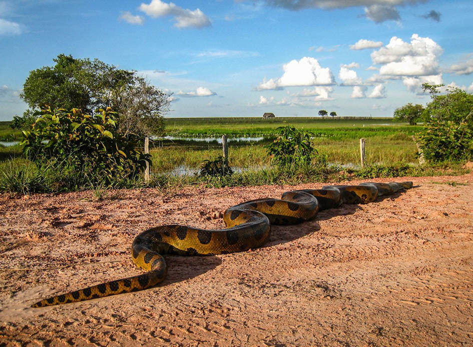 Сафари-тур «В поисках зелёной анаконды», Лос Льянос, Венесуэла
