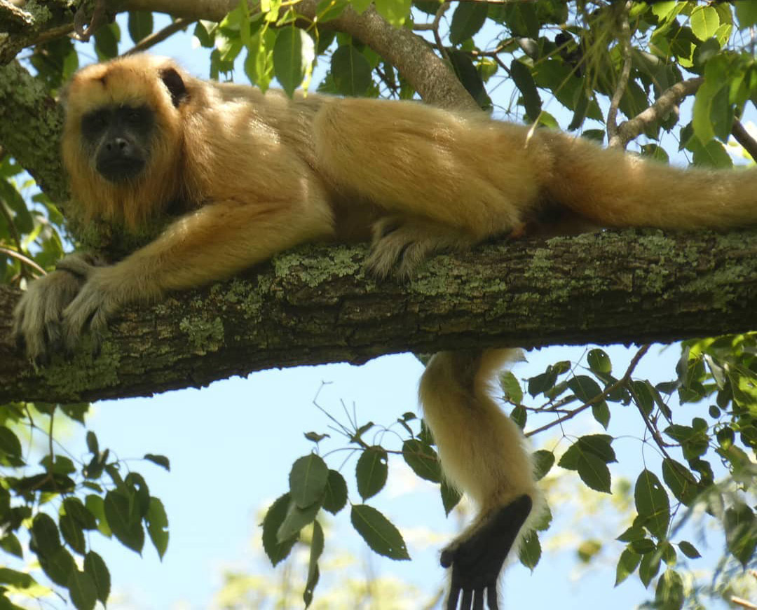 Треккинг в джунгли. Аргентина