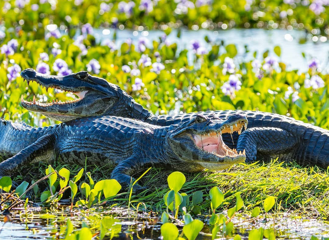 На каяках на едине с кайманами. Аргентина