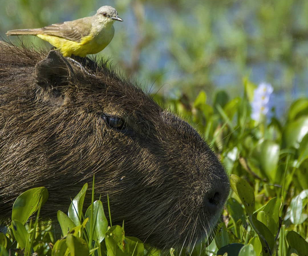 Сафари-тур на моторной лодке по Лагуне Ибера. Аргентина