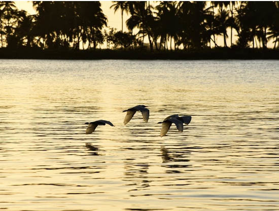 Закаты над Ориноко