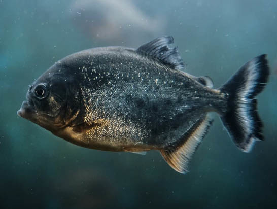 Рыбалка на пираний