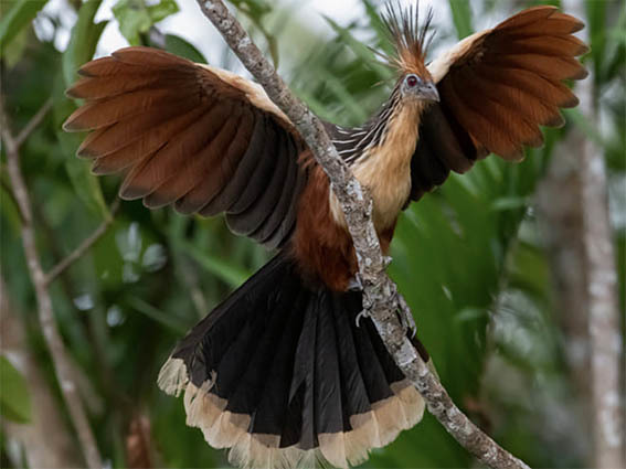 Наблюдение за флорой и фауной