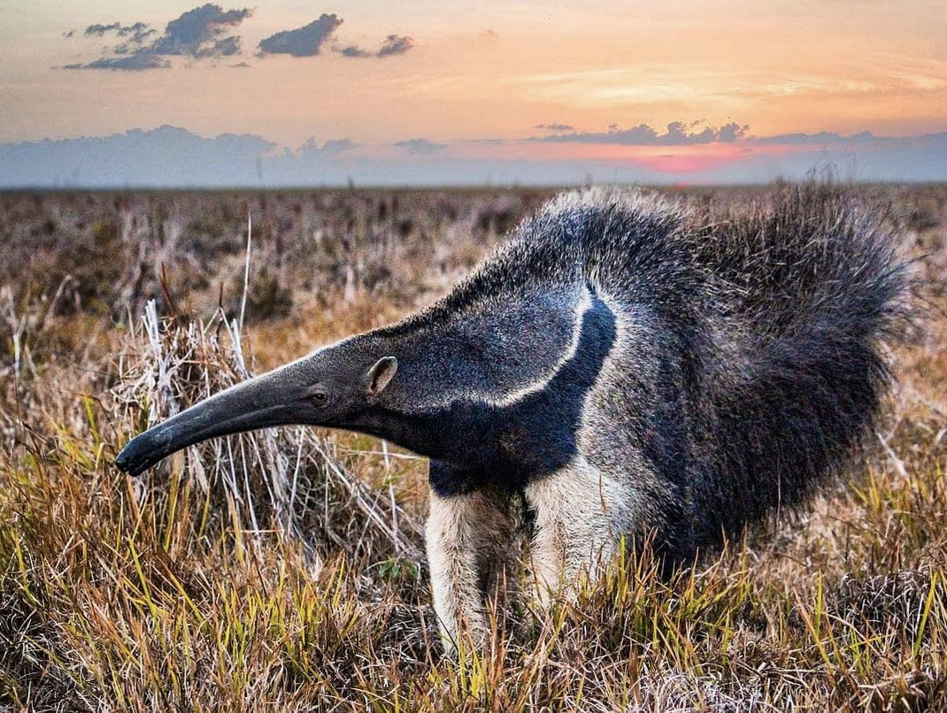 6-7-8 день. Лос-Льянос, Венесуэла