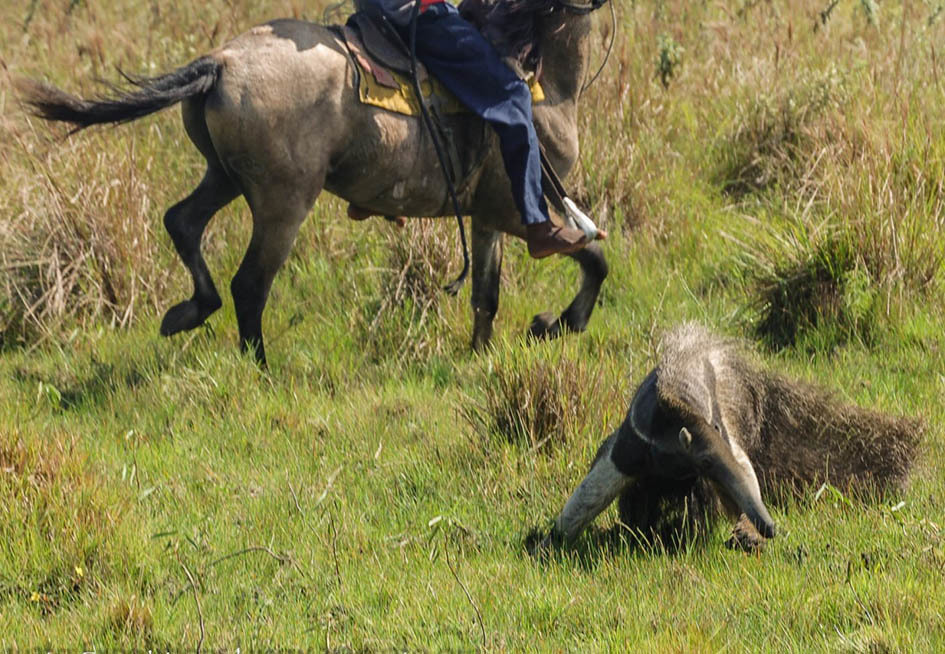 Сафари-тур на лошадях, Лос Льянос, Венесуэла