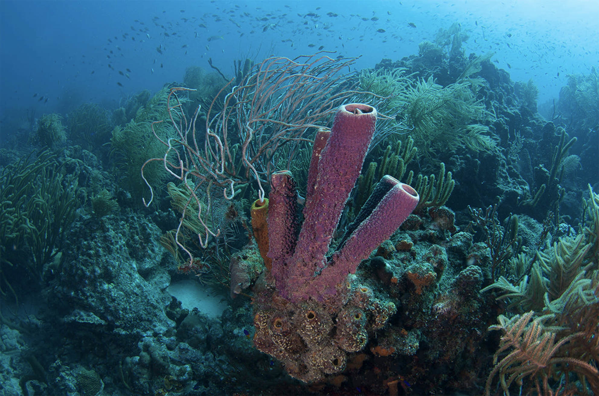 Дайвинг и снорклинг на Лос-Рокес