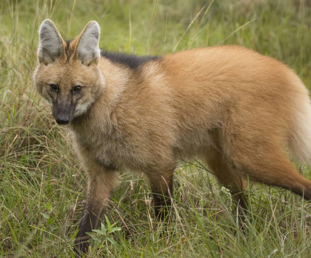 Сафари-тур в Национальный Парк Эстерос дель Ибера. Аргентина